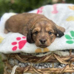Bear - Red male Dachshund puppy in Centralia, Washington from Devoted Doxies