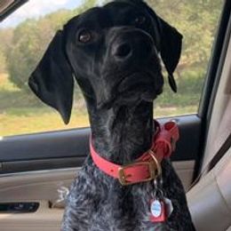 German Shorthaired Pointers from CIRCLE B KENNELS & OUTFITTERS