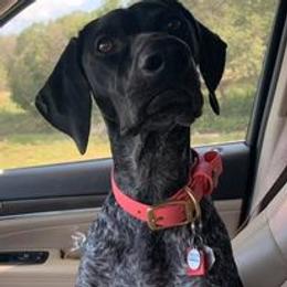 German Shorthaired Pointers from CIRCLE B KENNELS & OUTFITTERS