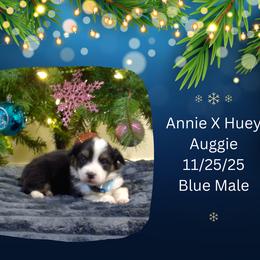 Blue Male - Black and white male American Corgi puppy in Campbellsburg, Indiana from Kates Corgis