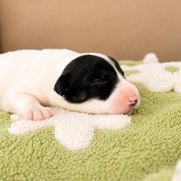 Ruby - Female - Black and white female Border Collie puppy in Avery, Texas from Willa Creek Border Collies