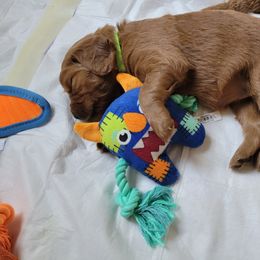 Goldendoodle Puppies from Dream Doodles