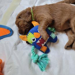 Goldendoodle Puppies from Dream Doodles