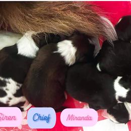 Sporty Mix puppies from Seay's Sporty Mixes