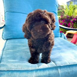 Australian Labradoodle, Cavapoo, and Cockapoo Puppies from Faith, Hope, and Doodles
