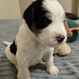 Boy 2 - male Bernedoodle puppy in Henderson, Colorado from Huggable Bernedoodles of Colorado LLC