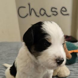 Boy 2 - male Bernedoodle puppy in Henderson, Colorado from Huggable Bernedoodles of Colorado LLC