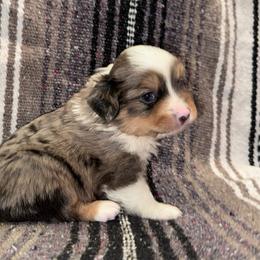 Steel - Blue merle male Toy Australian Shepherd puppy in Stephenville, Texas from Rising JM Pembrokes