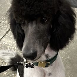 Bentley - Poodle