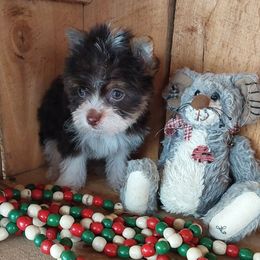 Boy 4 - Parti male Yorkshire Terrier puppy in Jamestown, Tennessee from Green Ridge