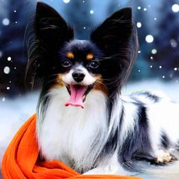 Cowboy - Papillon