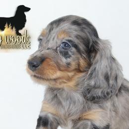 Dachshund Puppies from Piney Woods Miniature Dachshunds LLC