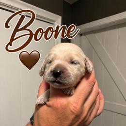 Boone - Brown - Light golden male Golden Retriever puppy in Eaton Rapids, Michigan from Steele Goldens