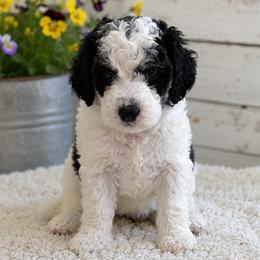 Bernedoodle, Goldendoodle, and Poodle Puppies from Gentle Paw Goldendoodles