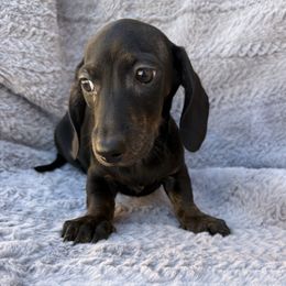 Happy - Chocolate male Dachshund puppy in Tonopah, Arizona from Brandie's Dachshunds