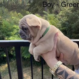 French Bulldog Puppies from Private Reserve French Bulldogs