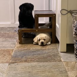 Labrador Retriever Puppies from Edgewood Farm Kennel
