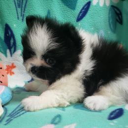 Zephyr - Black parti male Pomeranian puppy in Weatherford, Texas from Jeweled Poms