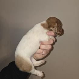Bobbi - Dapple female Dachshund puppy in Marshfield, Missouri from WH Hounds