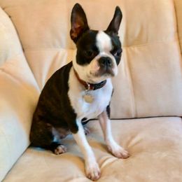 Dezie - Boston Terrier