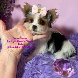 Bella - Parti female Yorkshire Terrier puppy in Lincoln, Nebraska from Exquisite Dancing Yorkie for Sale