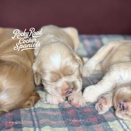 Sunny - Buff male Cocker Spaniel puppy in Nashville, Arkansas from Rocky Road Puppies