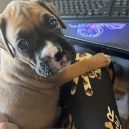 Girl 1 - Fawn Boxer puppy in Volusia County, Florida from TKR Boxers
