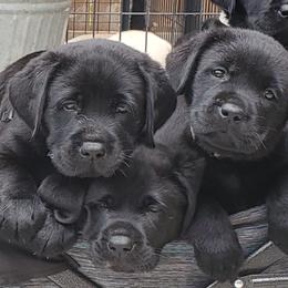 Labrador Retriever Puppies from Labs4Ever Labradors