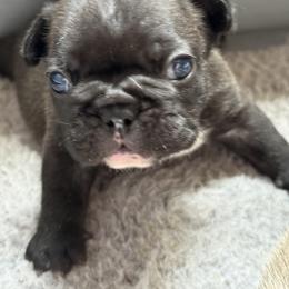 American Bully and French Bulldog Puppies from Bolt Action Kennel