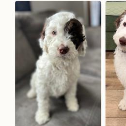 Aussiedoodles, English Springer Spaniels, and Springerdoodles from Storyside Kennels