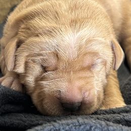 Slater - Yellow male Labrador Retriever puppy in Alcester, South Dakota from Theresa Rhodes