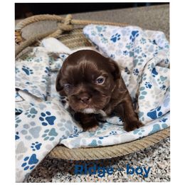 Shih Tzu Puppies from Rollins Farms Shih Tzus