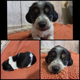 Black and Tan Piebald - Piebald female Dachshund puppy in Panama City Fl, Florida from Southern Bliss Doxies