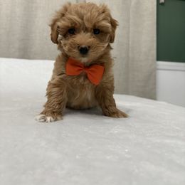 Latte - Apricot male Maltipoo puppy in Philadelphia, Pennsylvania from HMH’s Boxers, Maltipoos & Cavaliers
