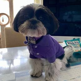 Shih Tzu Puppies from Pams precious shih tzus
