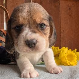 Daffodil - Black tan and white female Beagle puppy in Colville, Washington from Rosehaven Homestead