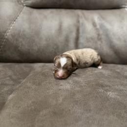 Whiskey - Fall Sale - Red merle male Miniature Australian Shepherd puppy in Oronogo, Missouri from Dutton's Show Me Farms