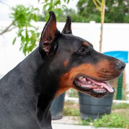 Doberman Pinscher puppies from Divine Kaos European Dobermann