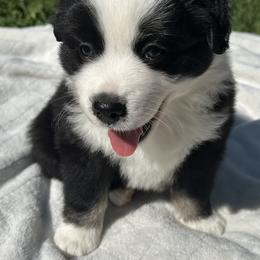 Lucky - Black & white male Miniature American Shepherd puppy in Reelsville, Indiana from Bond’s MAS
