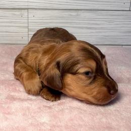 Winston- Shaded red dapple boy - Red male Dachshund puppy in North Auburn, California from Northern Doxie