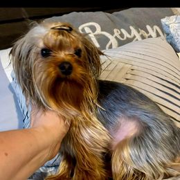 Annie - Yorkshire Terrier