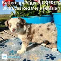 Australian Shepherd Puppies from Worsham’s Toys and Minis Australian Shepherds