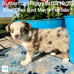 Australian Shepherd Puppies from Worsham’s Toys and Minis Australian Shepherds