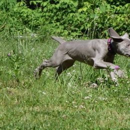 Weimaraner Puppies from Always Faithful Weimaraners