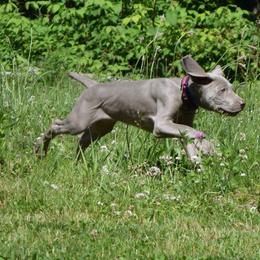 Weimaraner Puppies from Always Faithful Weimaraners