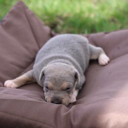 Boy 5 - male Jack Russell Terrier puppy in West Bend, Iowa from Blue Skies Terriers