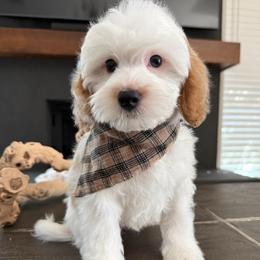 K- RED BOY - Parti male Goldendoodle puppy in Lewisville, Texas from Texas Goldendoodle Lovers