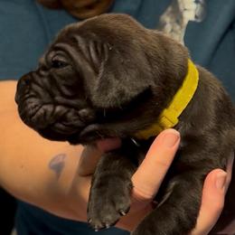 Miracle City Yellow - Black female Cane Corso puppy in Conroe, Texas from Miracle City