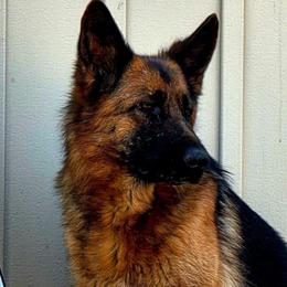 Akeela - German Shepherd