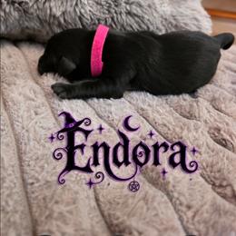 Dark pink - Black female Labrador Retriever puppy in Bartlett, Tennessee from Red Hearts Labradors